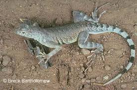 Image result for Dinebra caudata