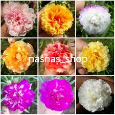 Nursery rose jepun ieza harel untuk jualan keratan dan berpasu. 100 Keratan Ros Jepun Rose Jepun Rj Bunga Pukul 10 Jenis Carnation Tiara Jambul Selapis Mix Warna Shopee Malaysia