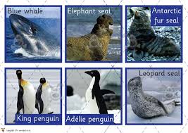 Teachers Pet Habitats Sorting Mats Premium Printable Game Activity Eyfs Ks1 Ks2 Rainforest Jungle Dese Artic Animals Penguins And Polar Bears Eyfs