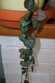 Maybe you would like to learn more about one of these? Heart Shaped Vine Goes By Many Names