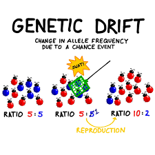 Genetic Drift The Change In Allele Frequency Within A Gene Pool Due To A Chance Event Genetic Drift Genetics Acceptance Testing