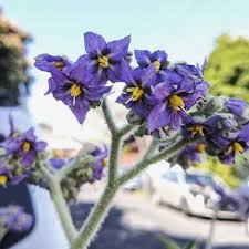Image result for Solanum mauritianum