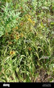 Image result for Pentanema indicum