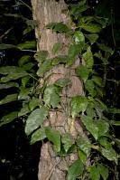 Image result for Culcasia falcifolia