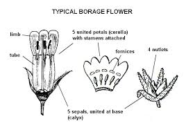 Image result for Boraginaceae