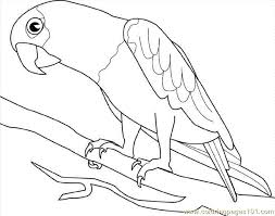 Bird Pictures To Color For Free Parrot Coloring Pages Printable Free Printable Coloring Page Parrot Birds Parrots Bird Coloring Pages Animal Coloring Pages Coloring Pages