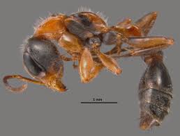 Image result for Pycreus gracillimus