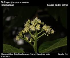 Image result for Icacinaceae