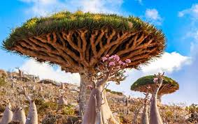 Melansir laman odee, terdapat tujuh benda tak berbahaya yang menyebabkan seseorang mati konyol. 5 Destinasi Ajaib Di Negara Muslim Ini Bakalan Bikin Kamu Tercengang Minews Id