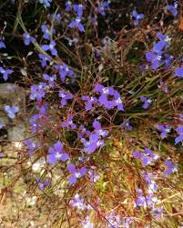 Image result for Murdannia semiteres