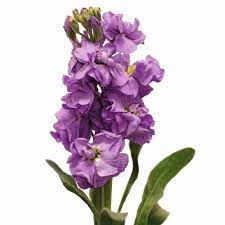 Affordable and search from millions of royalty free images, photos and vectors. Stem Stock Spray Google Search Stock Flower Sweet Pea Flowers Lavender Wedding Flowers