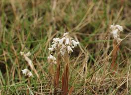 Image result for Zeuxine