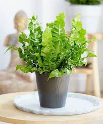 Birds Nest Fern Cats Asplenium Nidus Bird S Nest Fern Crispy Wave Plants Fern Plant Foliage Plants