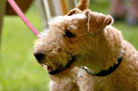 Your veterinarian will be able to. Lakeland Terrier Facts Pictures Price And Training Dog Breeds