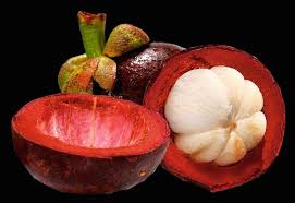 Image result for Garcinia volkensii