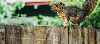 If trapped, they will chew their way through wood and make holes. Where Do Squirrels Sleep Chem Free Blog