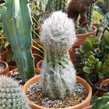 The image is available for download in high resolution quality up to 3264x4928. Espostoa Melanostele Peruvian Old Lady Uploaded By Psithurism