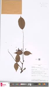 Image result for Dalbergia acutifoliolata