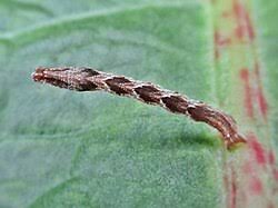 Image result for Timandra griseata