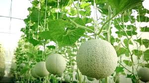 Maybe you would like to learn more about one of these? Container Grown Cantaloupe Care Of Cantaloupe In Pots