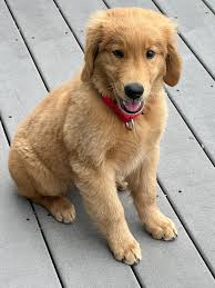 What did you name your Golden Retriever?