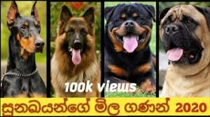 Dog price in sri lanka. Dog Prices In Sri Lanka Youtube