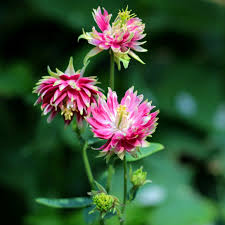 Image result for Aquilegia vulgaris `Nora Barlow`