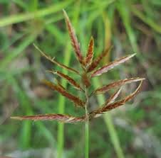 Image result for Brachycorythis lastii