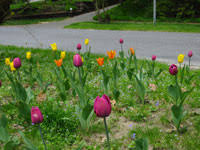 The threat of thorns hardly distracts them as they munch on the tender new growth tips and flowers. Letter To The Deer That Ate My Tulips Librarian Avengers