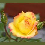 Image result for Rosa sp.