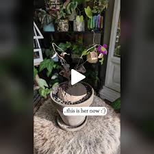 Image result for Nesaea erecta