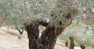 Nazareth Village Tree Olive Tree Nazareth Village