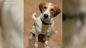 Due to this and our current waiting list, we are not able to accept requests for family pets at this time. Paws Chicago Temporarily Waiving Adoption Fees For Some Overlooked Adult Dogs Cats In Don T Forget About Me Event Abc7 Chicago