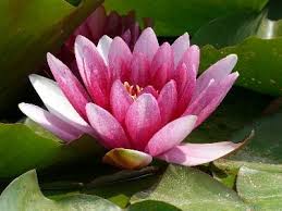 How To Start A Betta Fish In A Water Lily Environment Betta Fish Tank Betta Fish Betta Aquarium
