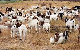 Farm animals like goats and sheep are a perfect option to cut grass on your lawn without investing a lot of money and time. Google Hires Goats To Cut Grass