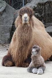 Pin On Animal Moms