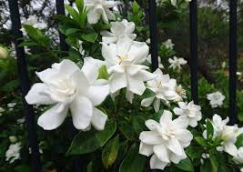 Most fragrant flowers in the world. 13 Most Fragrant Flowers To Grow Near Your Dining Area Hort Zone