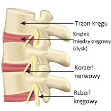 Rdzeń kręgowy przewodzi impulsy nerwowe. Kregoslup Budowa Funkcje Biomechanika I Choroby Poradnikzdrowie Pl