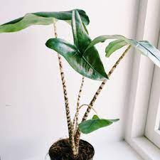 Only alocasia zebrina is an accepted published scientific name. Alocasia Zebrina Reticulata Elephant Ear Reticulata Uploaded By Karoliinasor