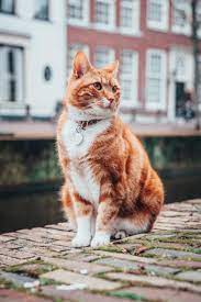 What Do You Need To Know About Cats In Cyprus Cats Beautiful Cats White Tabby Cat