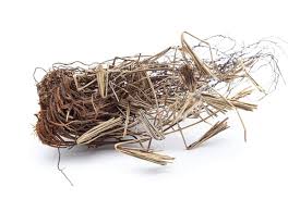 Image result for Adiantum incisum