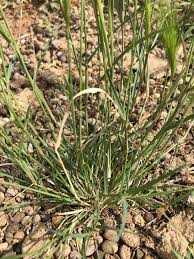 Image result for Aristida congesta