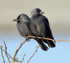 Jackdaws: Follett, Ken: 9780525946281: Amazon.Com: Books
