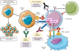 Image result for Immune Checkpoint Inhibitor