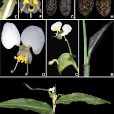Image result for Commelina nyasensis