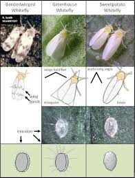 The name whitefly is a bit of a misnomer. Whiteflies In The Greenhouse Entomology
