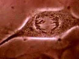 Click for more vitaliysv video footage. Cell Division Youtube