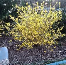Shop by type, color, zone & more. Fast Growing Forsythia Bushes Bring Summer Color To The Garden