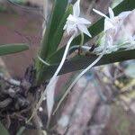 Image result for Rangaeris muscicola