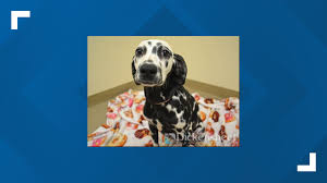 Where can i get free puppies? Puppies Bunnies Seized From Aurora Pet Shop Being Auctioned Off 9news Com